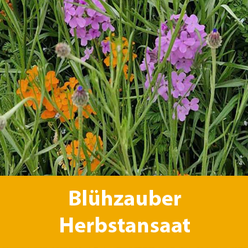 Blühzauber Herbstansaat Blühzauber Herbstansaat